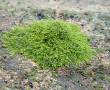 Amblystegium serpens (Hedw.) Schimp.