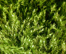 Amblystegium serpens (Hedw.) Schimp.
